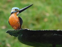 Handgemaakte Voederschaal met 2 IJsvogels - Tuinsteker - Metaal