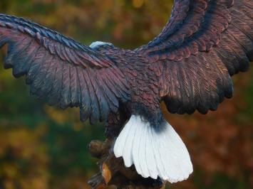 Bald Eagle - 40 x 50 cm - Polystone - Zeearend